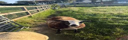 Sheep livestock for sale: Dutch Spotted × Zwartble Ewe Twin Lambs - Advert 3