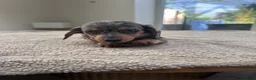 Miniature Dachshund dogs for sale: *** 3 beautiful mini dachshunds ** - Advert 24