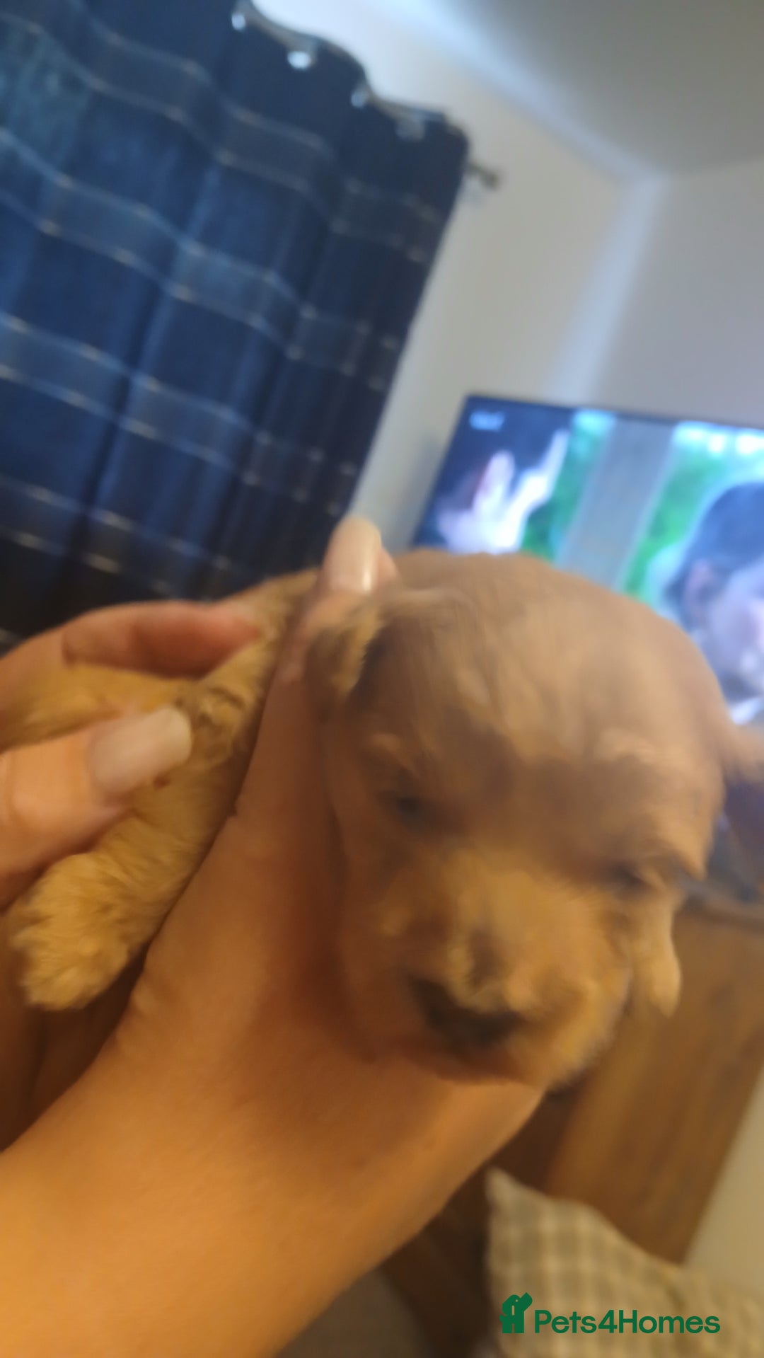 Maltipoo dogs for sale: Malitpoo  puppies  for sale in Canterbury - Image 14