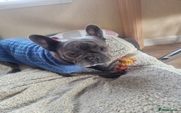 French Bulldog dogs for stud: Dobby - Image 2