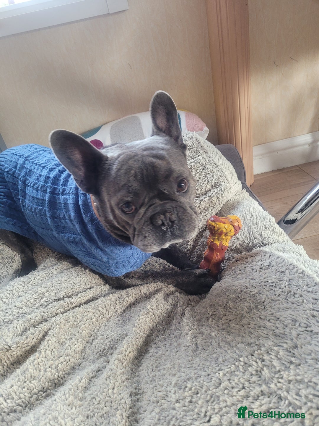 French Bulldog dogs for stud: Dobby - Image 2