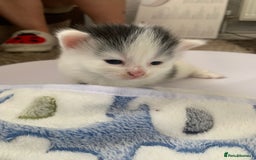 British Longhair cats for sale: Kittens for sale - Image 6