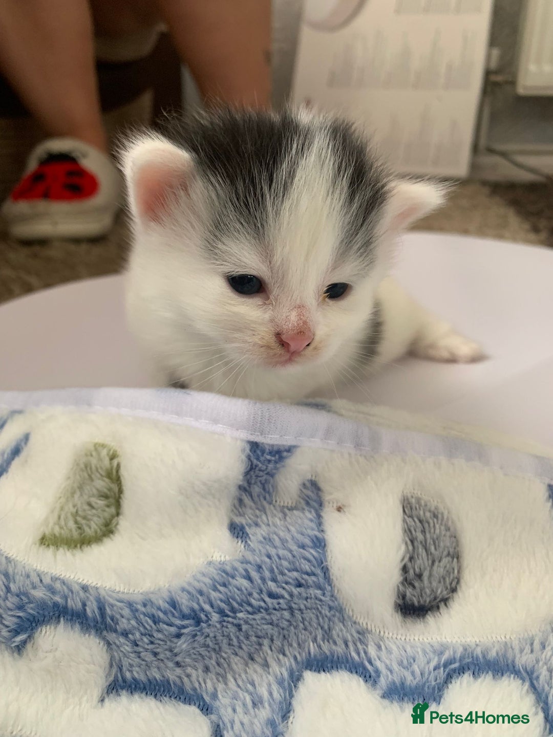 British Longhair cats for sale: Kittens for sale - Image 6