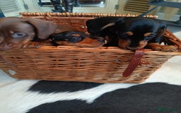 Miniature Dachshund dogs for sale: REDUCED. KC:reg Two Boys Smooth  - Image 15