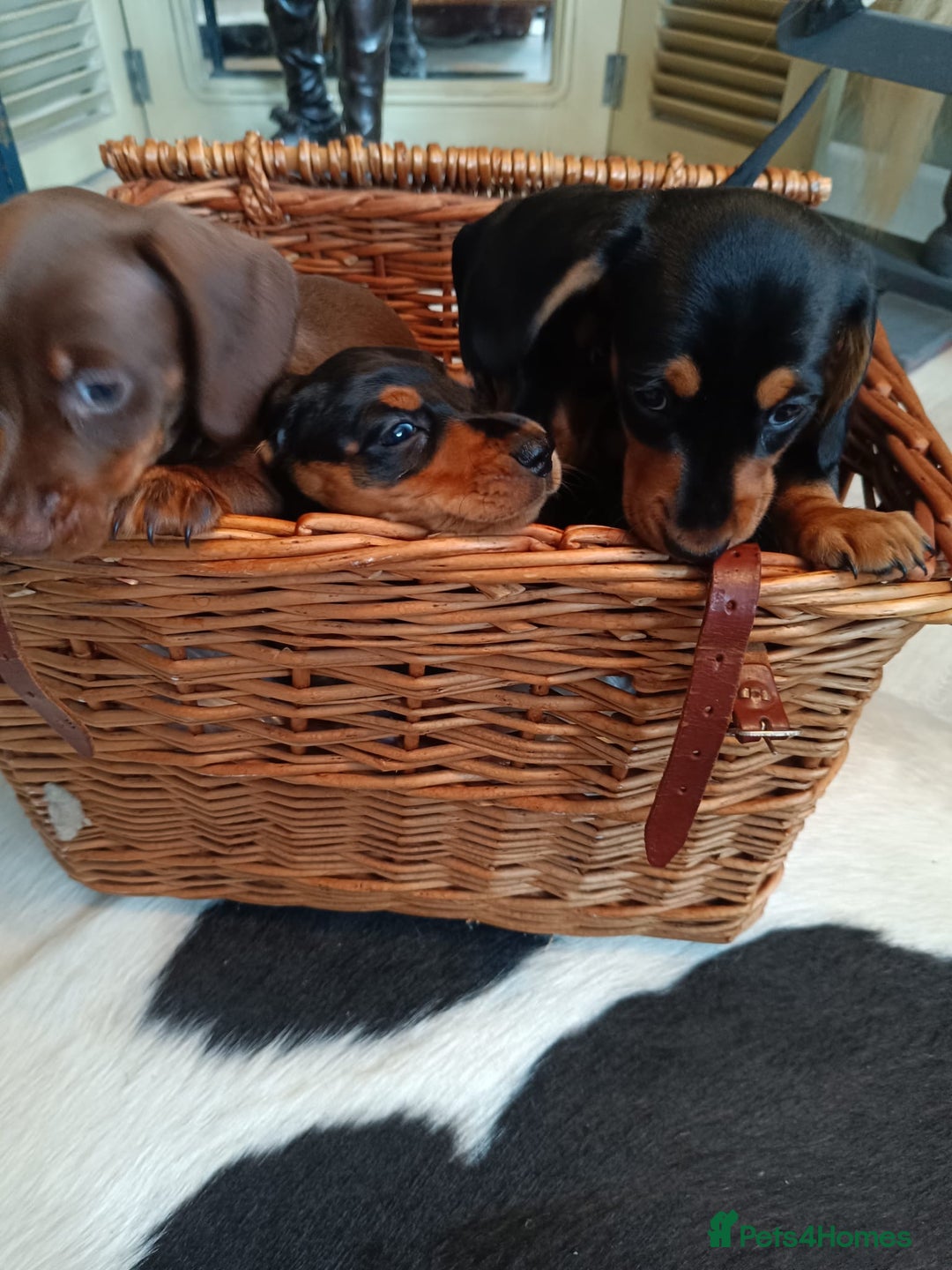 Miniature Dachshund dogs for sale: REDUCED. KC:reg Two Boys Smooth  - Image 15