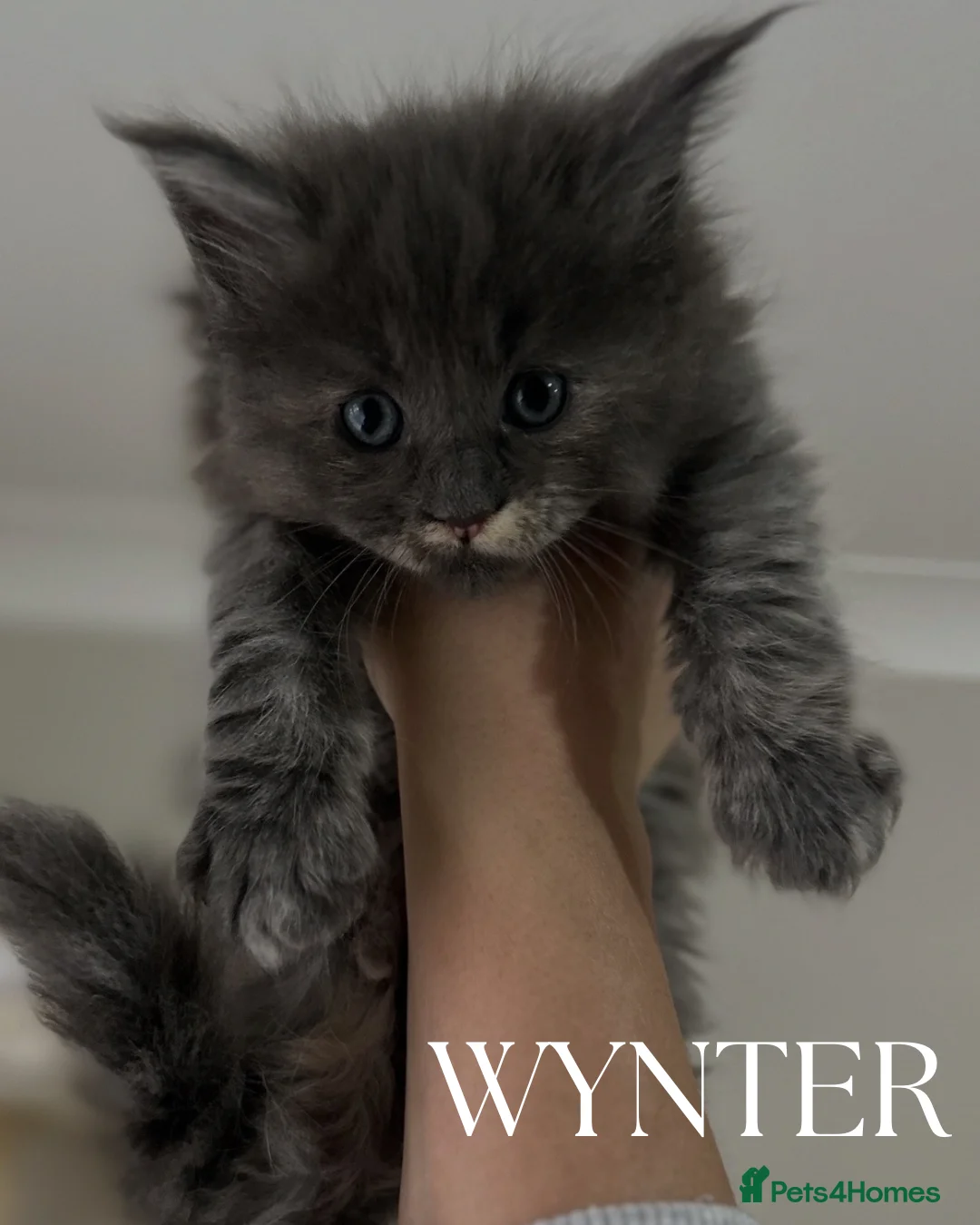 Maine Coon cats for sale: Stunning TICA Registered Maine Coon Kittens - Advert 26