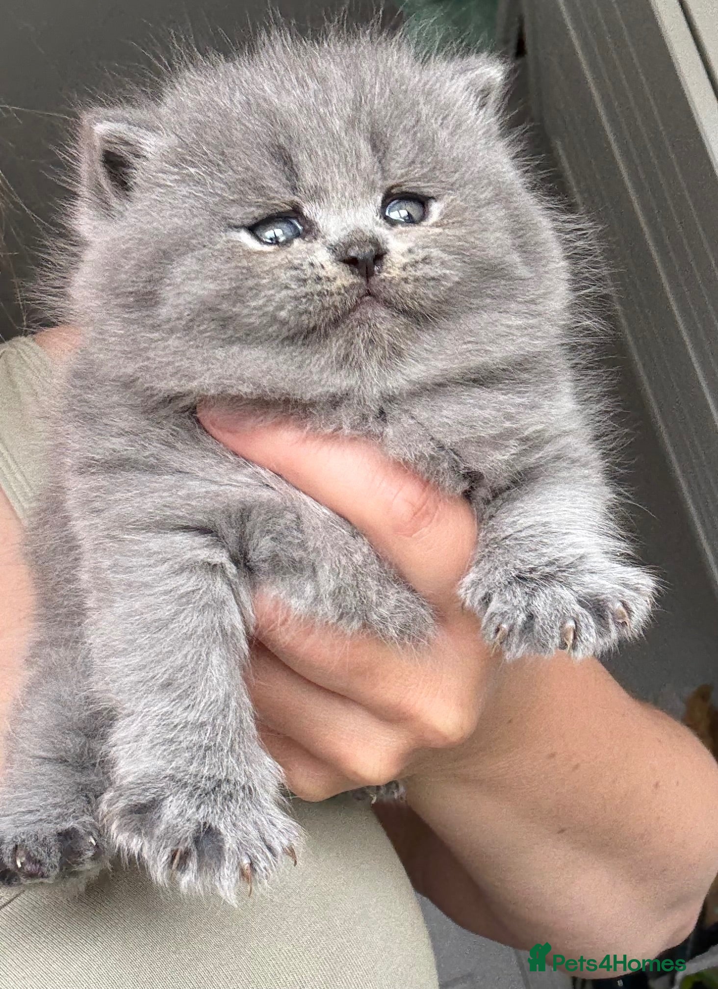 British Shorthair cats Beautiful British shorthairs   - Advert 1