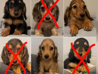 Miniature Dachshund dogs READY NOW Kc reg boys & girls - Advert 14