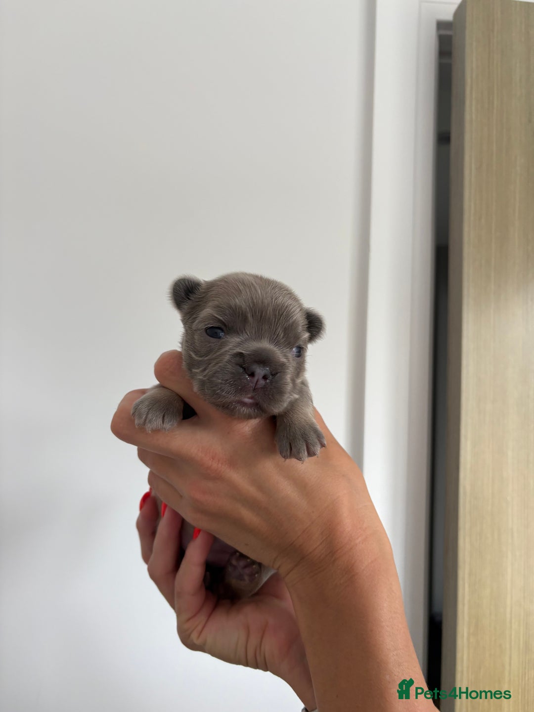 French Bulldog dogs for sale: Fluffy French Bulldog Puppies FOR SALE -  - Image 9