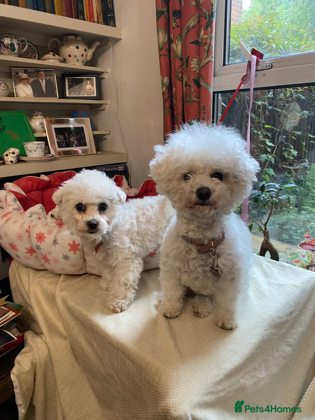 Bichon Frise dogs for sale: Sean Connery  007 in Oxford - Advert 2
