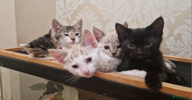 Bengal cats 4 bengal cross tabby kittens  - Advert 9