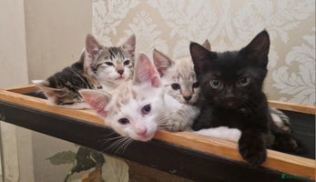 Bengal cats 4 bengal cross tabby kittens - Advert 2