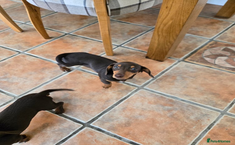 Dachshund dogs - Advert 4