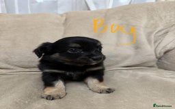Chihuahua dogs for sale: 6 adorable chihuahuas - Image 6