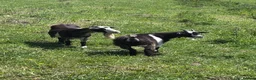 Goats livestock for sale: X2 Pygmy goats and x2 boer goats in Buxton - Advert 1