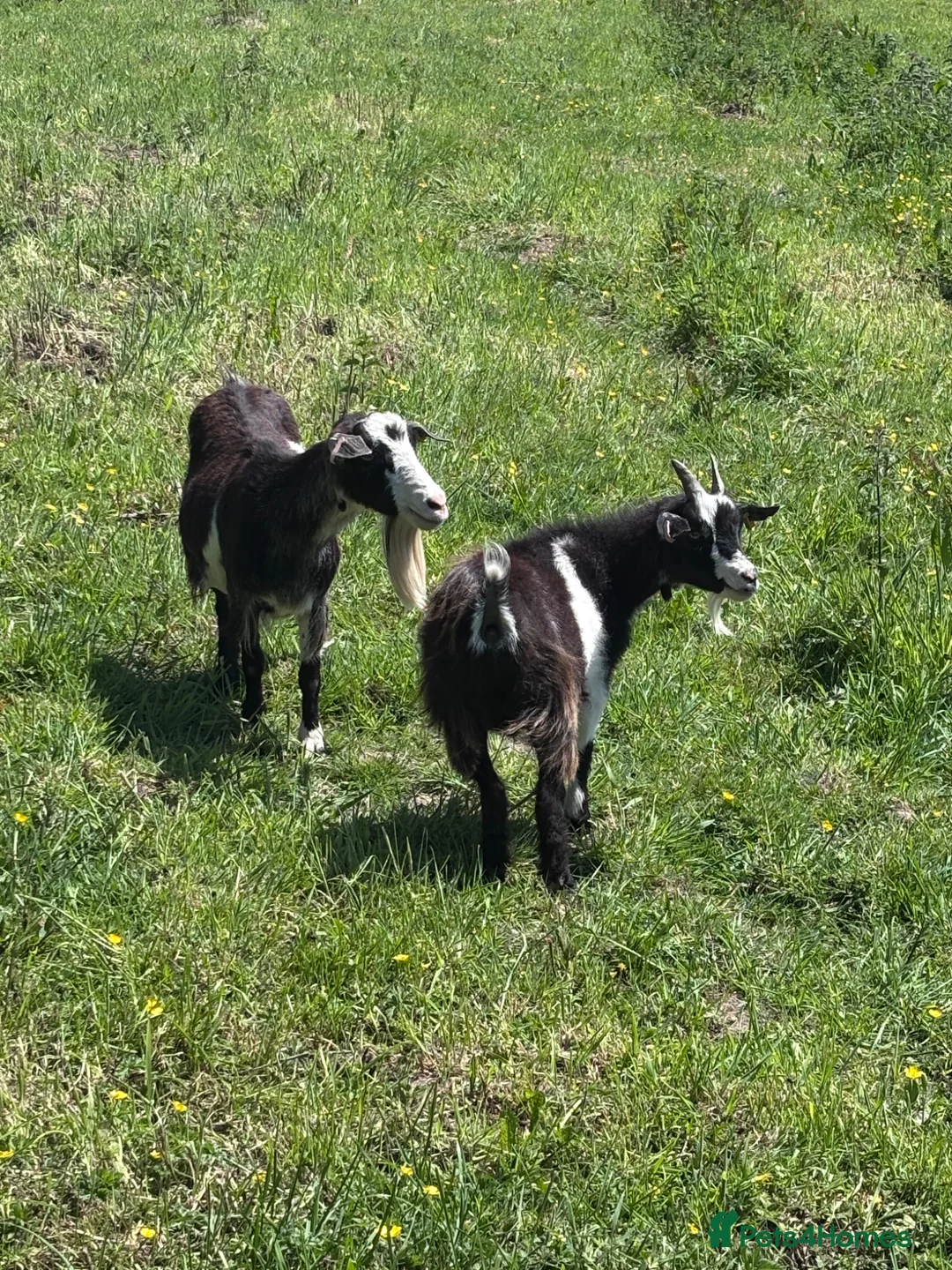 Goats livestock for sale: X2 Pygmy goats and x2 boer goats in Buxton - Advert 1