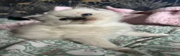 Ragdoll cats for sale: Pedigree Blue Ragdoll Kittens - Ready to leave  - Advert 3