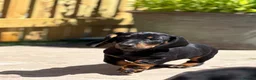 Dachshund dogs for sale: Beautiful KC reg, standard dachshund puppies  - Advert 8