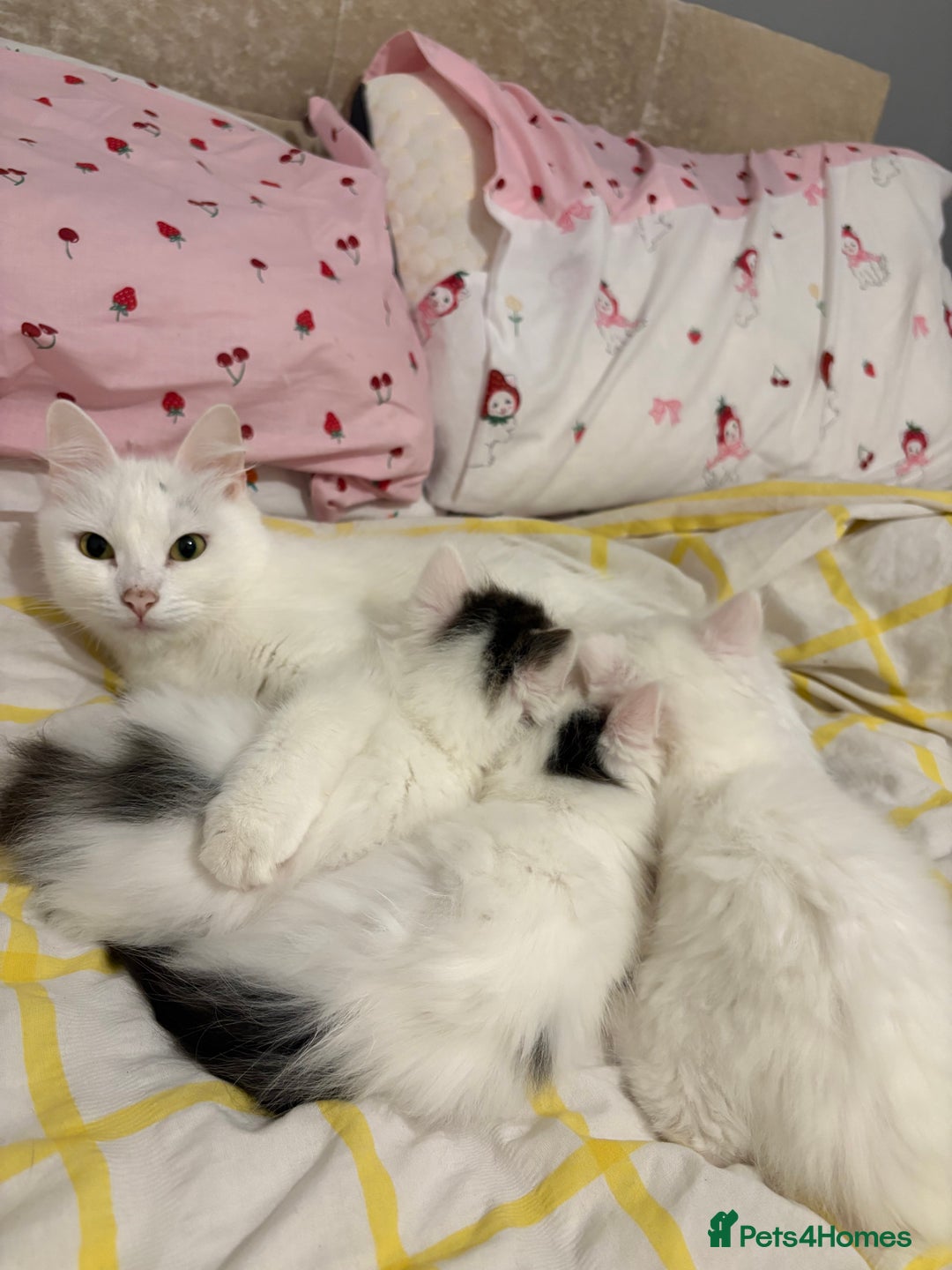Mixed Breed cats for sale: Adorable fluffy kittens  - Advert 2