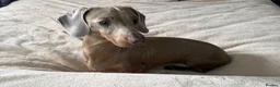 Miniature Dachshund dogs for stud: Miniature dachshund stud Isabella & tan  in Ferryhill - Advert 5