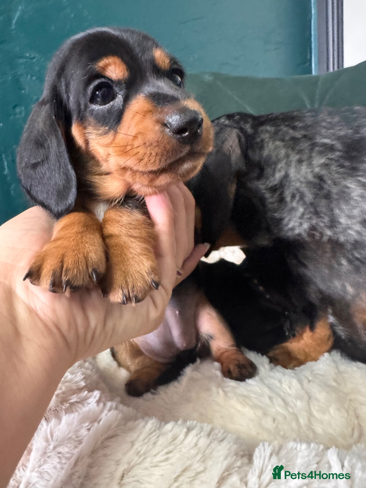 Miniature Dachshund dogs 2 KC registered miniature dachshund puppies - Advert 2