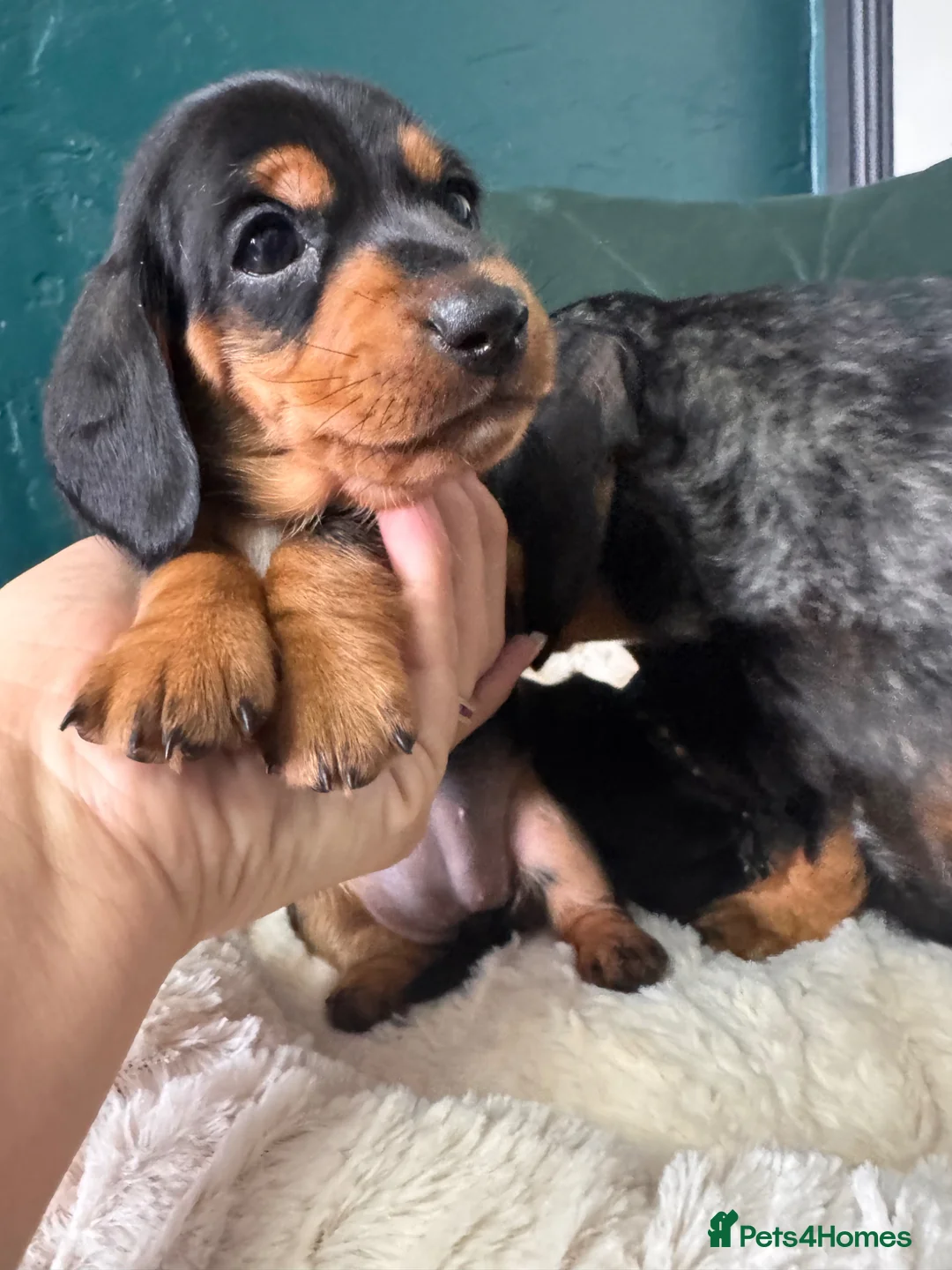 Miniature Dachshund dogs for sale: 2 KC registered miniature dachshund puppies - Advert 1