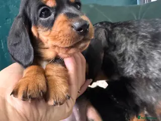 Miniature Dachshund dogs 2 KC registered miniature dachshund puppies - Advert 5
