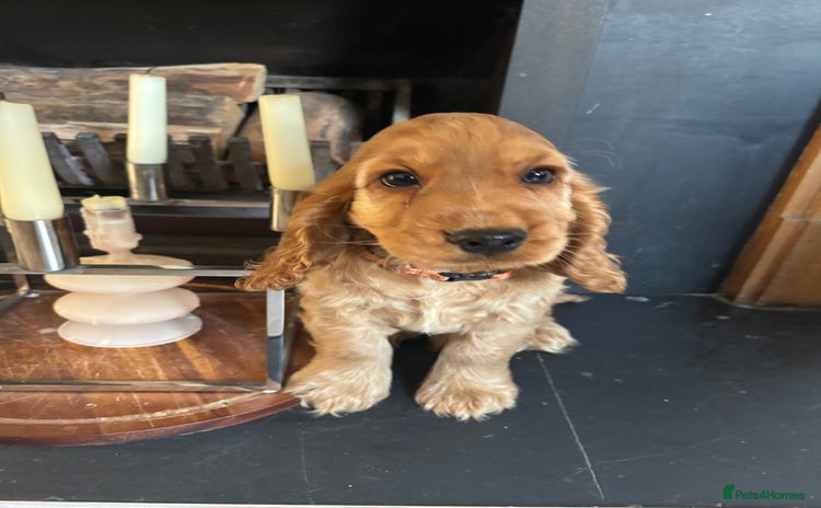 Cocker Spaniel dogs in Newmarket - Advert 4