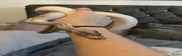 Mixed Breed reptiles for sale: Multiple reptiles for rehome in Solihull - Advert 7