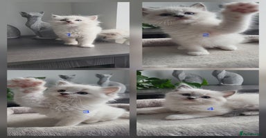 Ragdoll cats - Advert 7