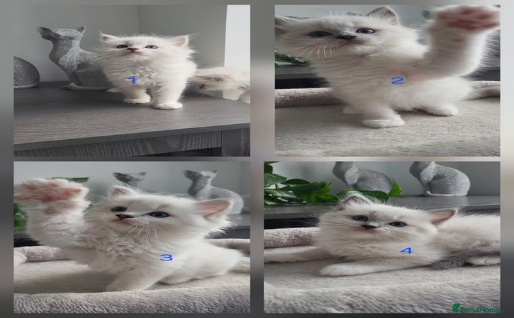 Ragdoll cats - Advert 11