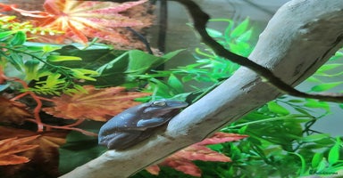 Frog reptiles in Tiverton - Advert 1