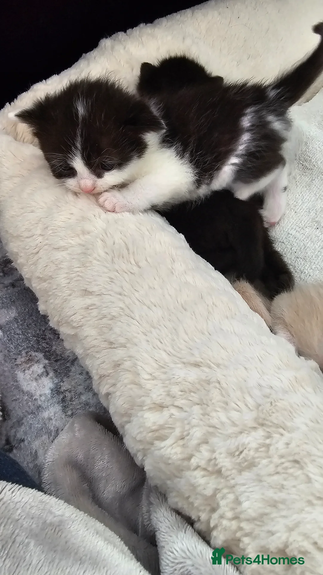 Mixed Breed cats for sale: 5 lovely kitten 😸 looking for loving families  - Advert 2