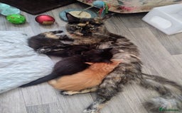Maine Coon cats for sale: Maine coon kittens - Image 8