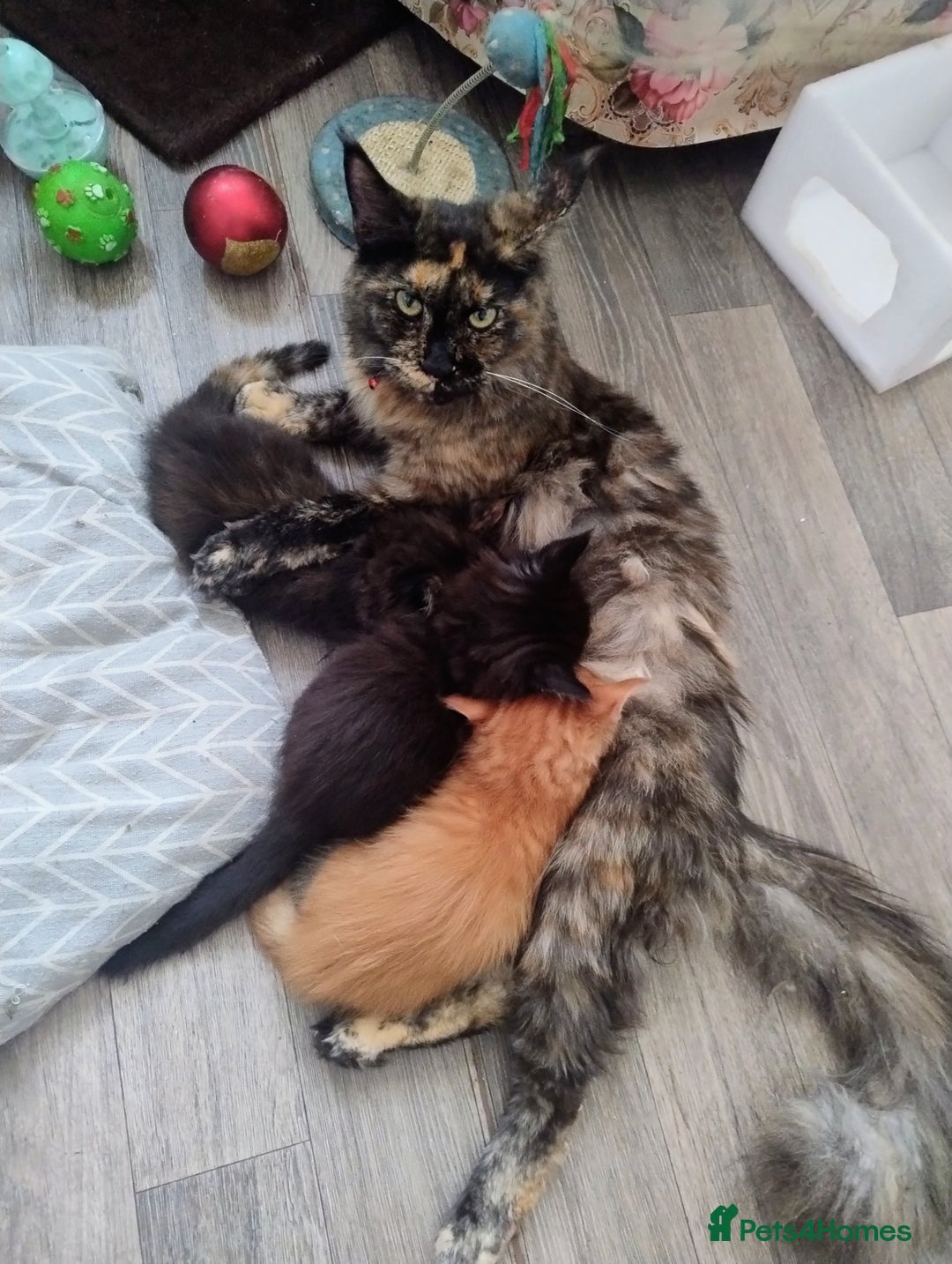 Maine Coon cats for sale: Maine coon kittens - Image 8
