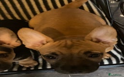 Mixed Breed dogs for sale: French bulldog cross jack russell pups for sale. - Image 10