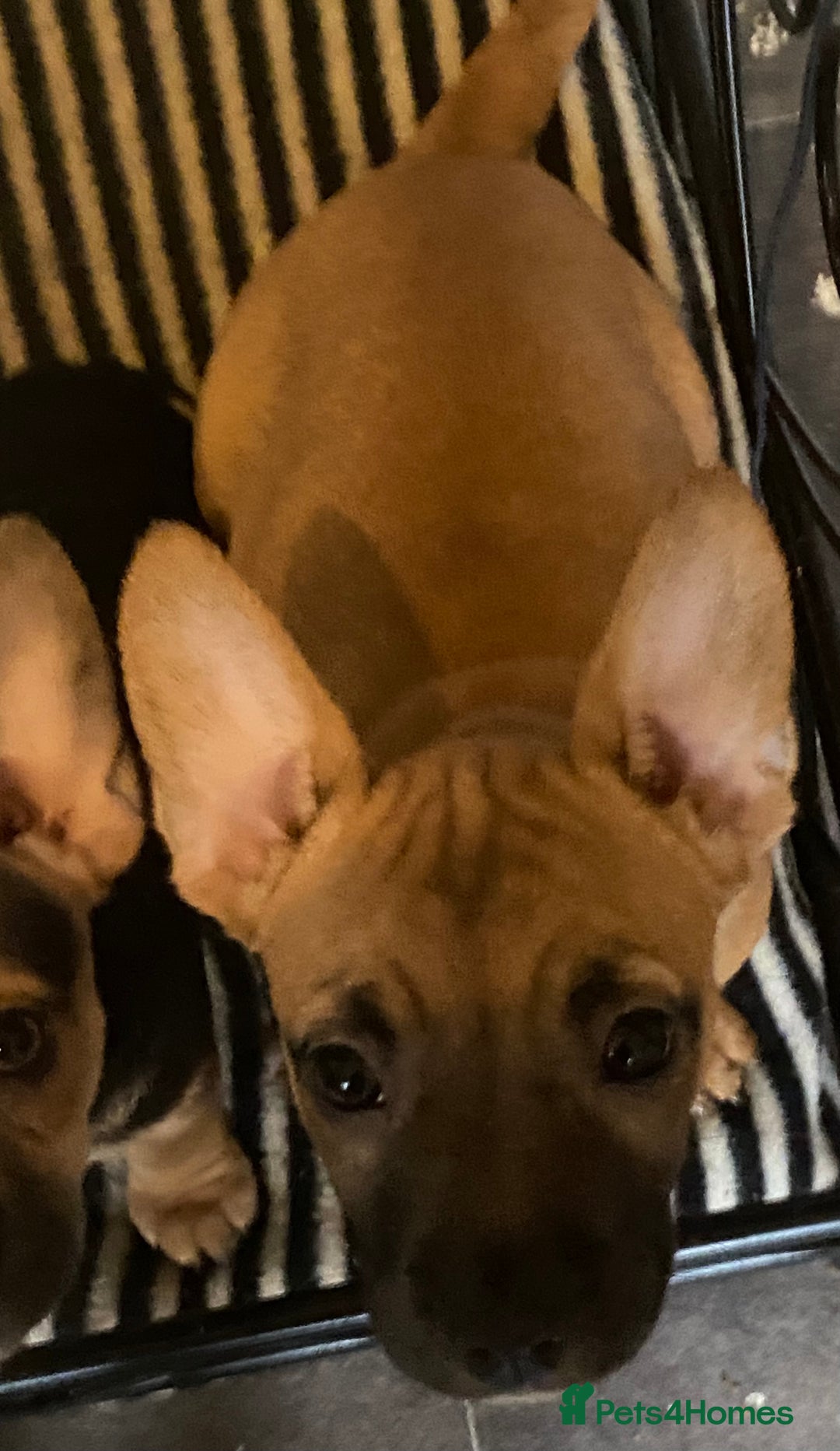 Mixed Breed dogs for sale: French bulldog cross jack russell pups for sale. - Image 10