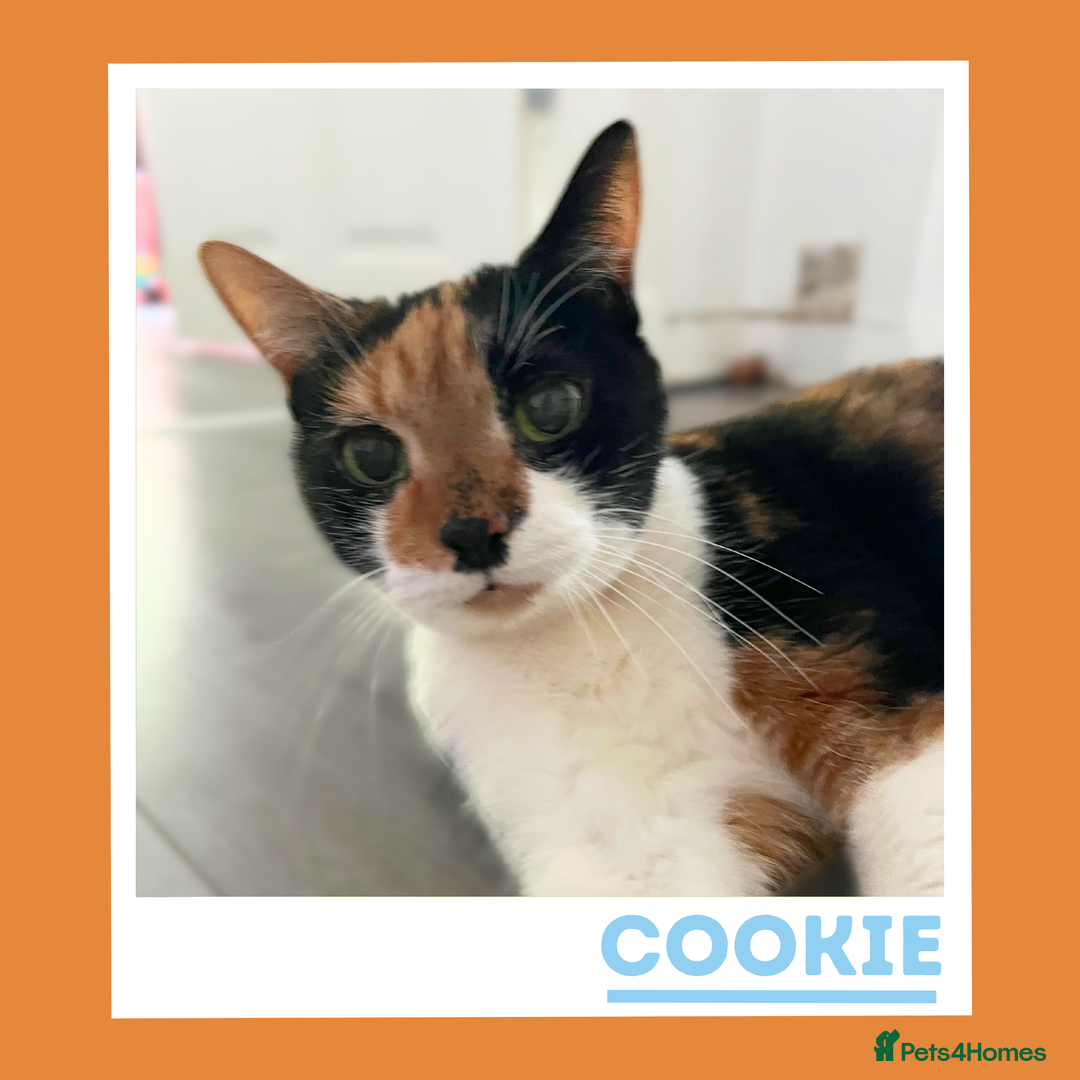 Mixed Breed cats for adoption: Cookie is in Search of Peace & Cushions - Image 3