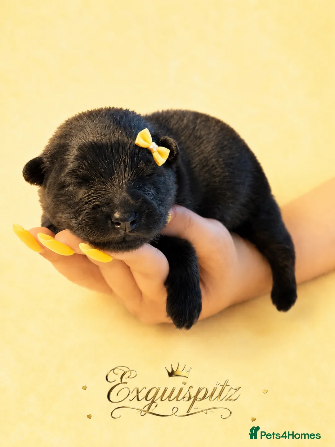 Eurasier dogs for sale: EXQUISPITZ Lovingly home reared Euraiser Puppies  - Advert 2