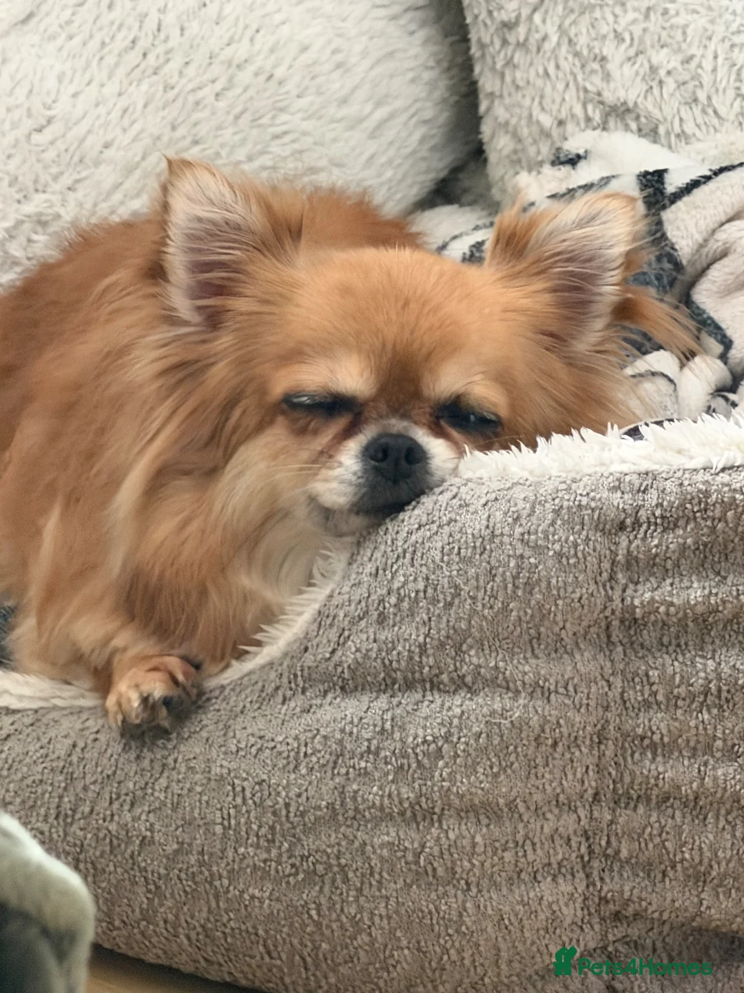 Chihuahua dogs for sale: Apple head chihuahua  - Advert 4