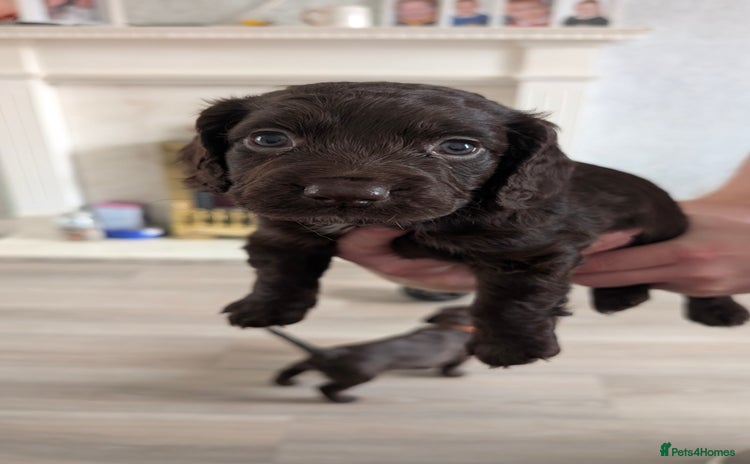 Cocker Spaniel dogs - Advert 7