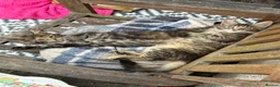 Maine Coon cats for sale: Maine coon kittens  - Advert 9
