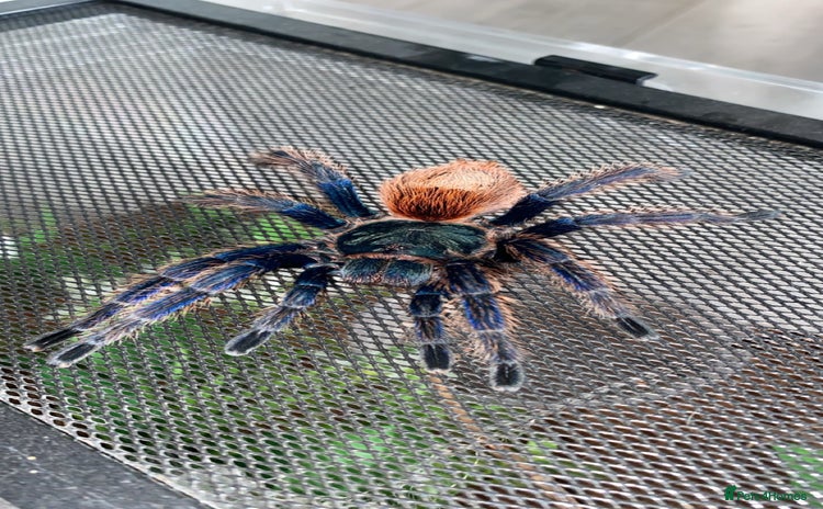 Spiders invertebrates - Advert 1