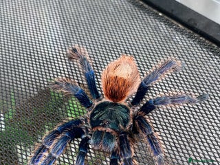 Spiders invertebrates - Advert 1