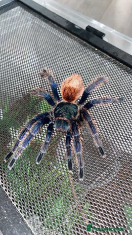 Spiders invertebrates - Advert 1