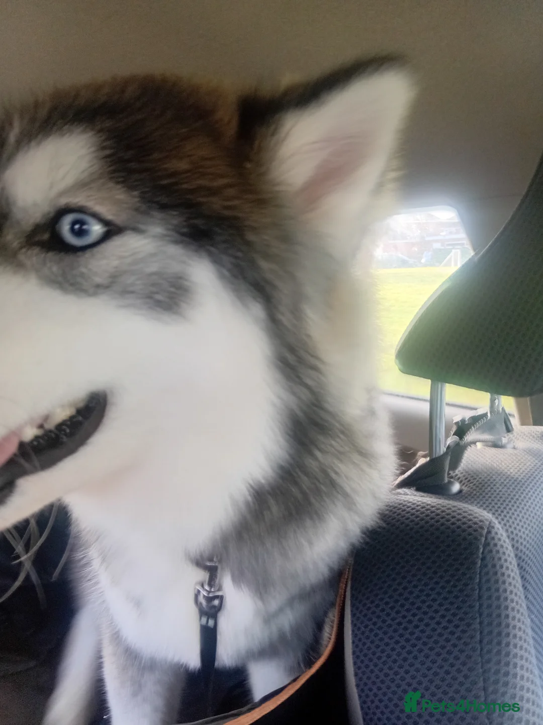Siberian Husky dogs for sale: Serbian Husky  - Advert 5