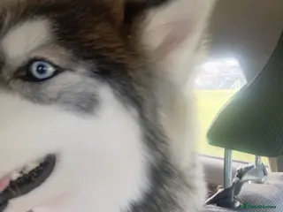 Siberian Husky dogs Serbian Husky - Advert 1