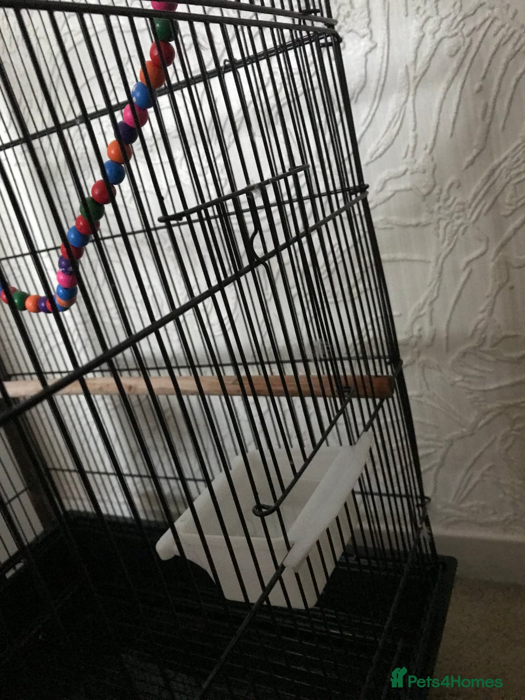 Budgerigars birds for sale: 2 budgies and cage - Image 8