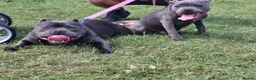 Staffordshire Bull Terrier dogs for sale: Staffordshire bull terriers - Advert 8