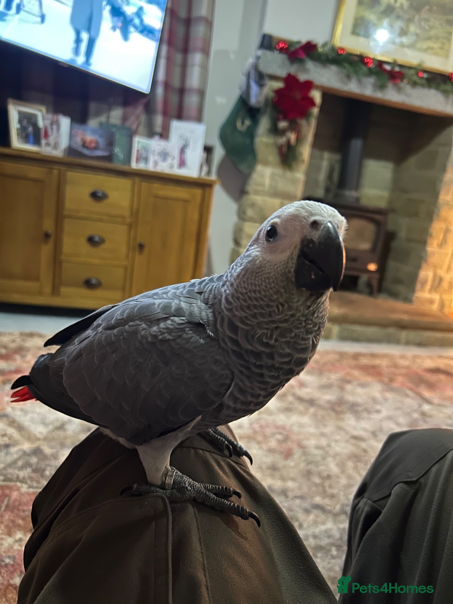 Parrots birds African gray - Advert 1